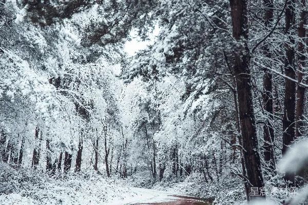 高清摄影 雪后的森林小径