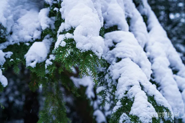 高清摄影 冬日松枝雪景