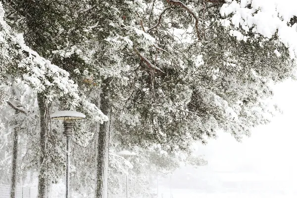 高清摄影 冬日雪景中的松树