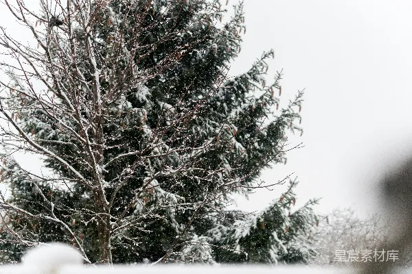 高清摄影 冬日的雪景