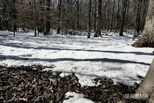 高清摄影 冬日森林雪景