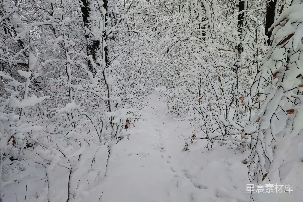 高清摄影 冬日雪林小径
