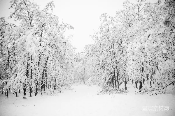 高清摄影 雪后的森林