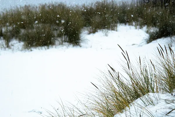 高清摄影 冬日雪景中的草地