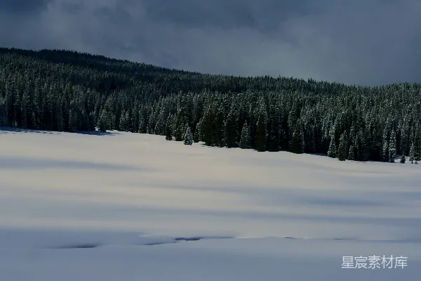 高清摄影 雪地松林