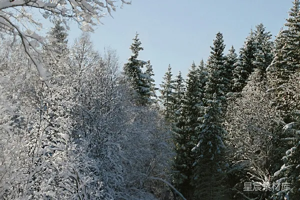 高清摄影 冬日雪景：静谧森林中的阳光