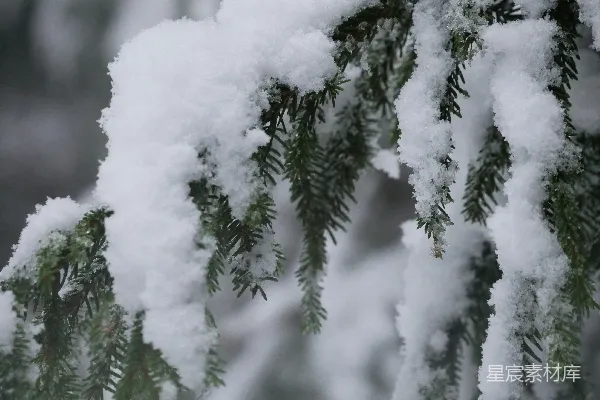 高清摄影 雪覆松枝