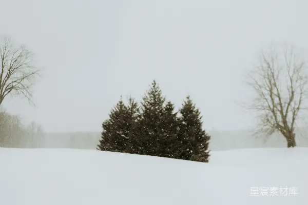 高清摄影 雪地中的松树
