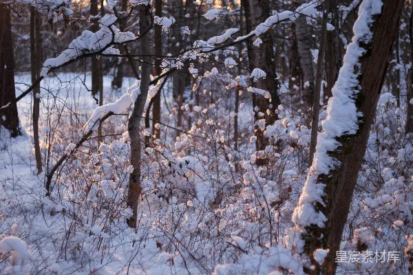高清摄影 冬日雪景中的森林