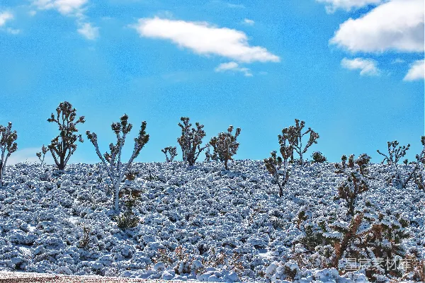 高清摄影 雪中的约书亚树