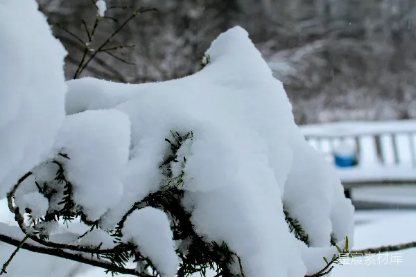 高清摄影 冬日雪景中的松枝