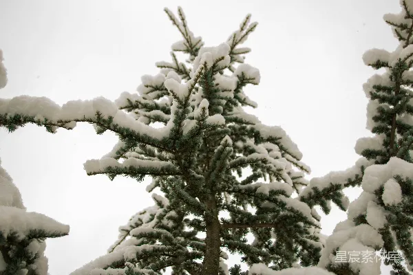 高清摄影 冬日雪景中的松树