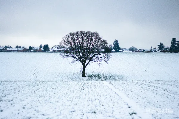 高清摄影 雪地中的孤树