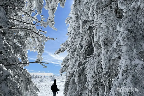 高清摄影 雪林中的冬日漫步