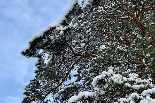 高清摄影 冬日松树