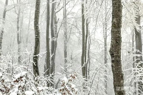 高清摄影 冬日雪景中的森林