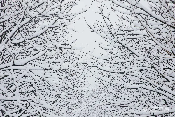高清摄影 雪后树枝的静谧美