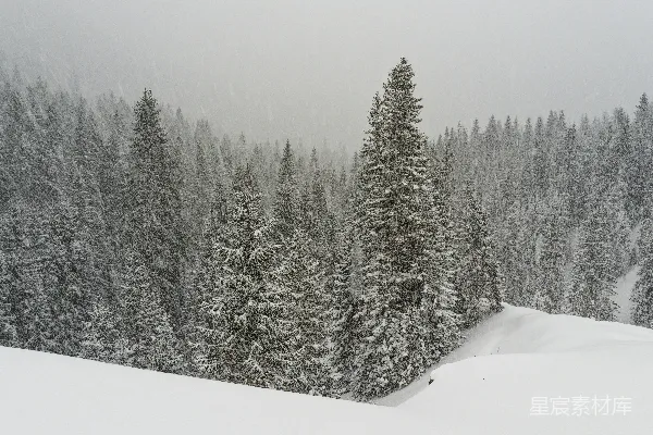 高清摄影 雪中松树