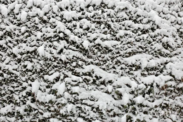 高清摄影 雪覆盖的绿色植物