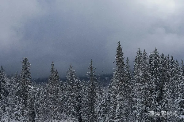 高清摄影 冬日雪景中的静谧森林