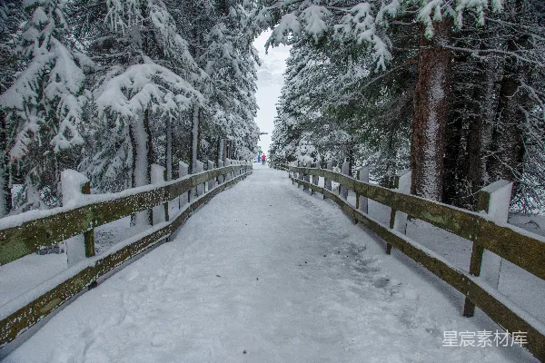 高清摄影 雪后森林小径