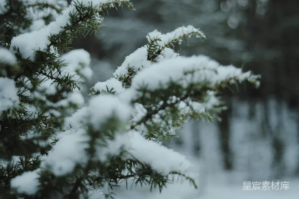 高清摄影 雪中的松枝