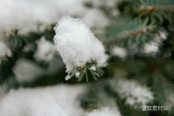 高清摄影 冬日松枝上的雪球