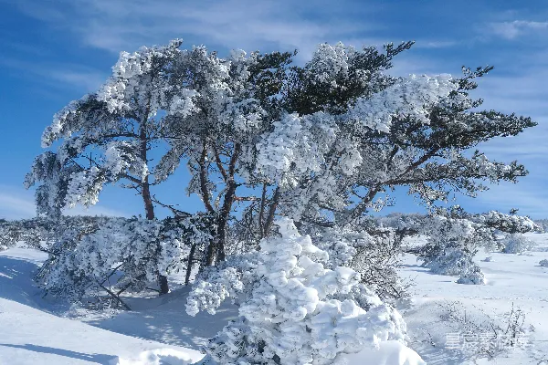 高清摄影 冬日雪景中的松树