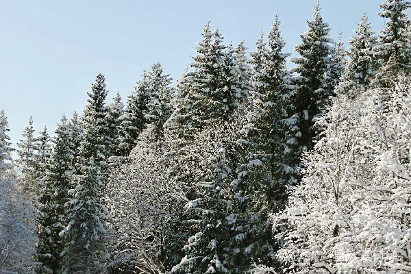 高清摄影 冬日雪景中的松树林
