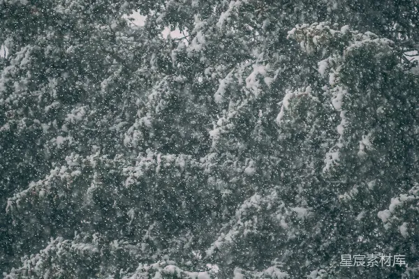 高清摄影 冬日雪景中的松树