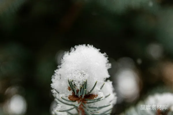 高清摄影 冬日松针上的雪花