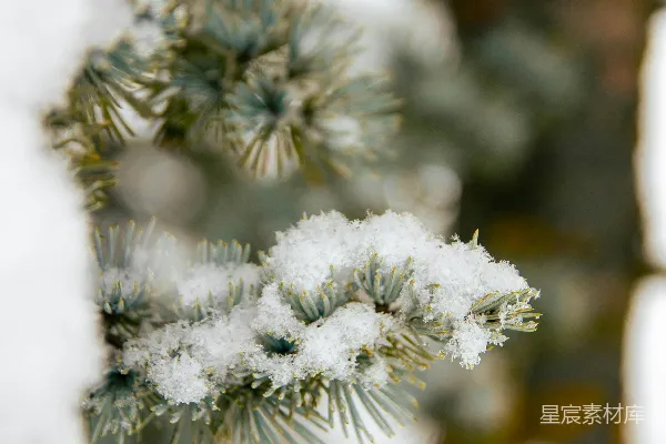 高清摄影 冬日松枝上的雪
