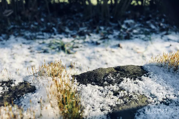 高清摄影 冬日的苔藓与白雪