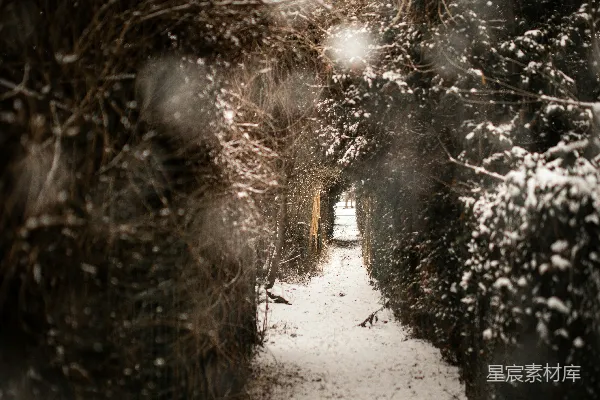 高清摄影 冬日雪林小径