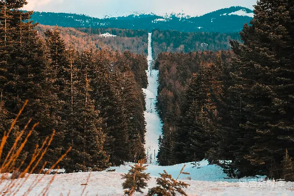 高清摄影 雪林中的滑雪道