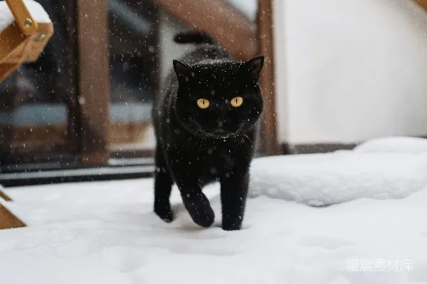 高清摄影 雪中的黑猫
