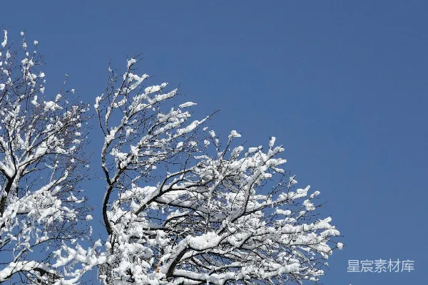 高清摄影 冬日晴空下的雪树