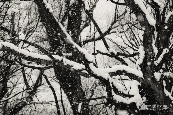 高清摄影 雪中的枯木