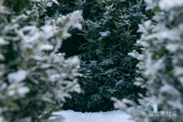 高清摄影 冬日绿植上的霜与雪