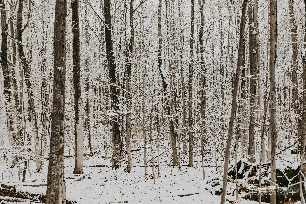 高清摄影 冬日雪林