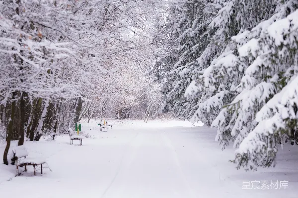 高清摄影 雪景中的林间小道