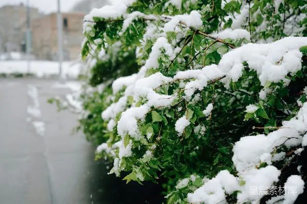高清摄影 雪中绿意盎然的树枝