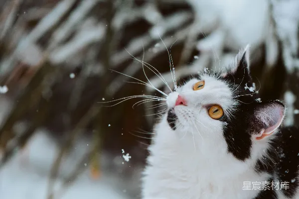 高清摄影 冬日雪景中的黑白猫