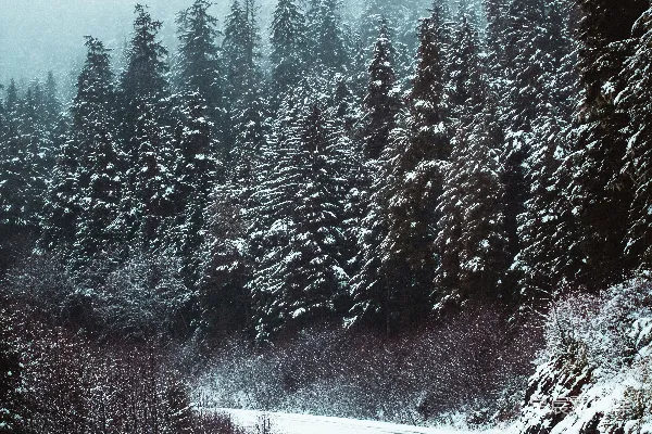 高清摄影 雪中的森林公路
