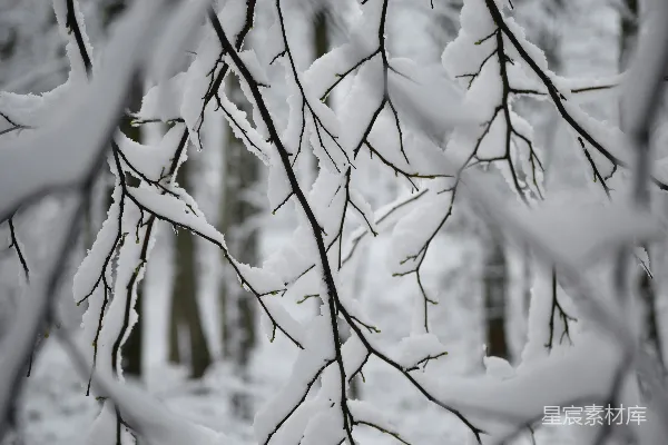 高清摄影 冬日雪景中的树枝