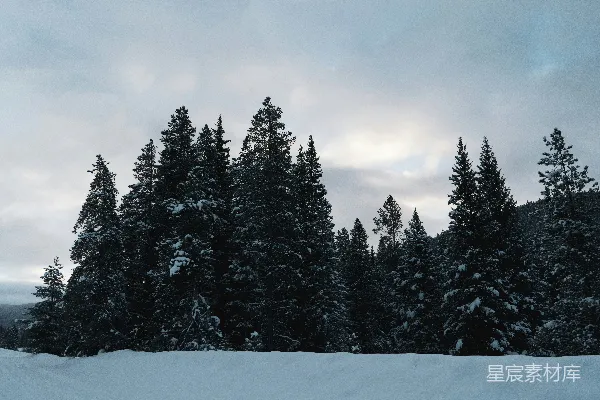 高清摄影 冬日雪景中的松树林