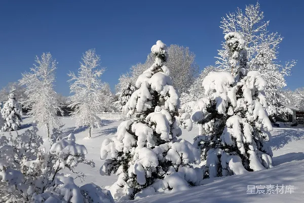 高清摄影 冬日雪景下的松树