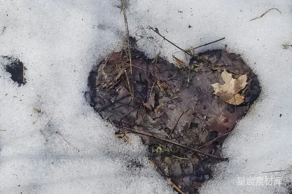 高清摄影 雪地里的落叶心形