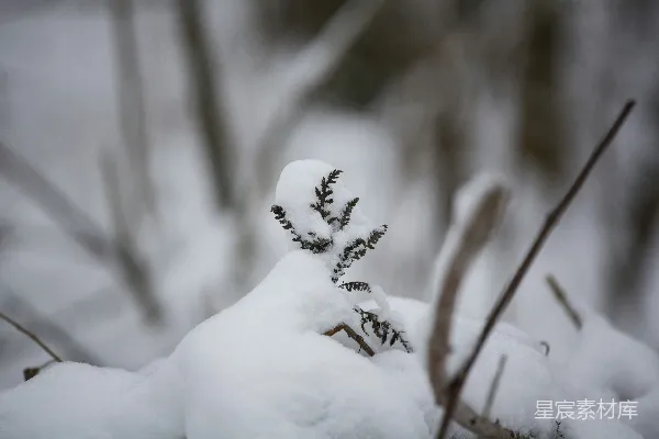 高清摄影 雪中植物