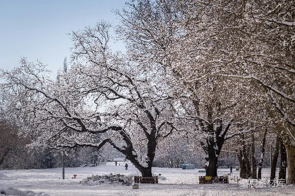 高清摄影 冬日雪景中的树